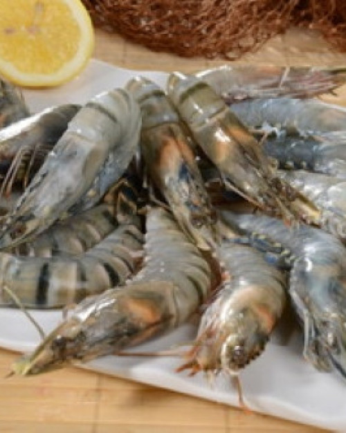 CREVETTES CRUES