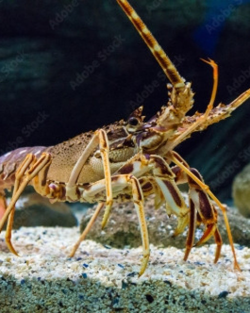 LANGOUSTE VIVANTE