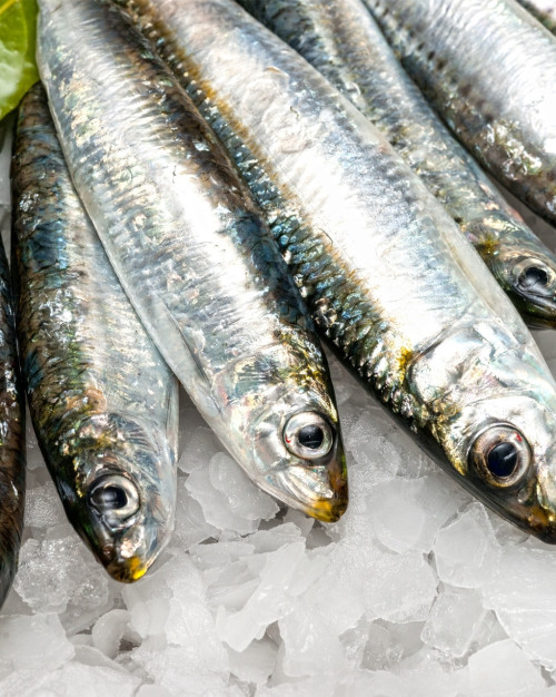SARDINES