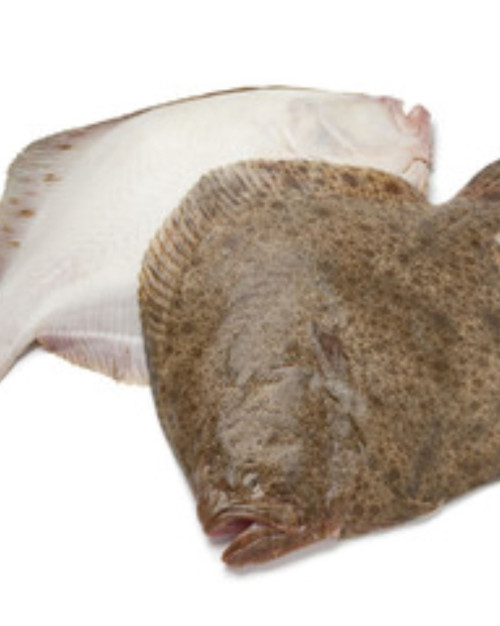 TURBOT